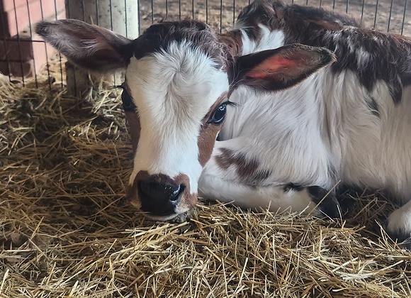 Mini Zebu Bottle Bull Calf — Healthy & Tame